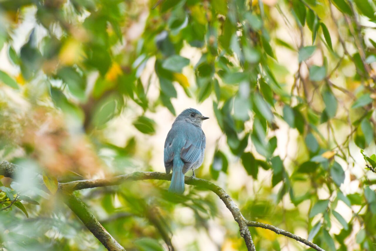銅藍鶲 verditer flycatcher (1) min